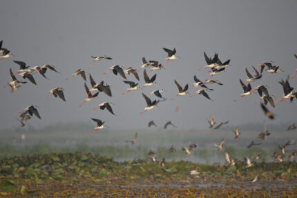 FLOCK!